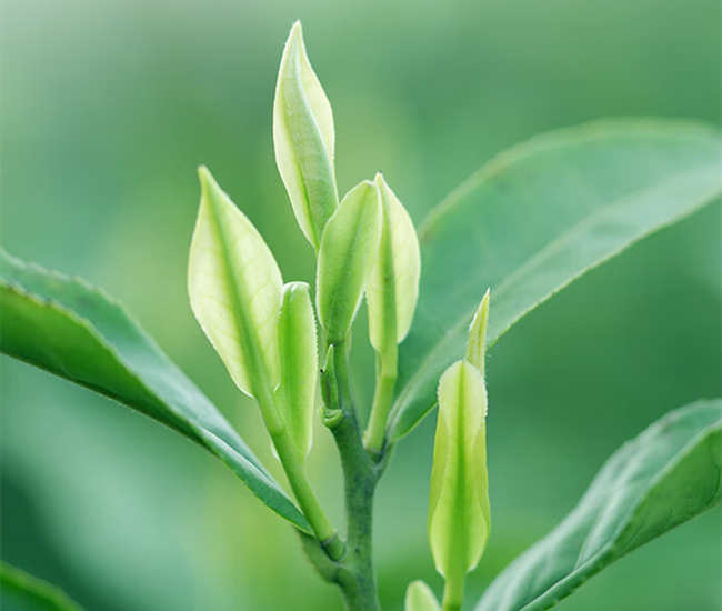 池州市贵池区安吉白茶专卖店，贵池区安吉白茶【价格、图片、地址、联系方式】