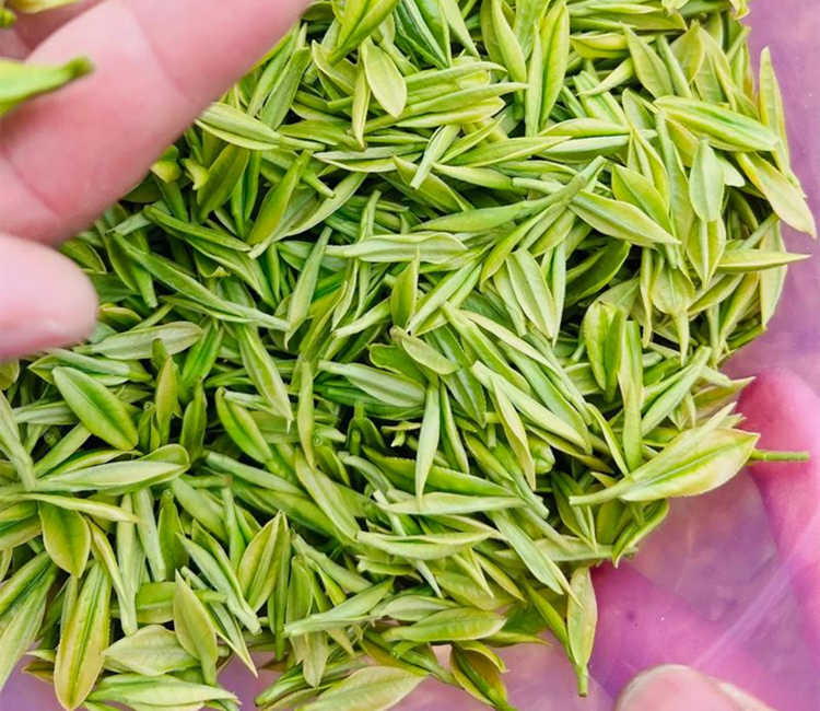 南阳卧龙区安吉白茶专卖店，卧龙安吉白茶【价格、图片、地址、联系方式】