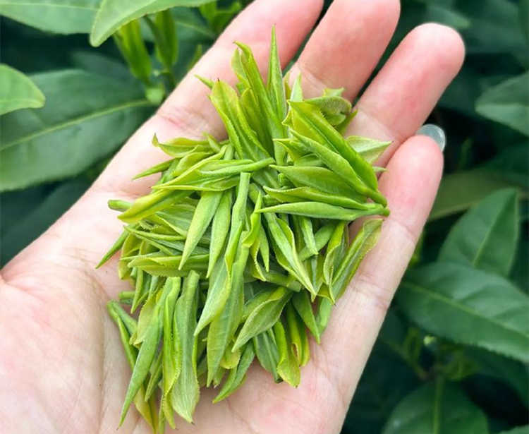 南阳邓州市安吉白茶专卖店，邓州安吉白茶【价格、图片、地址、联系方式】