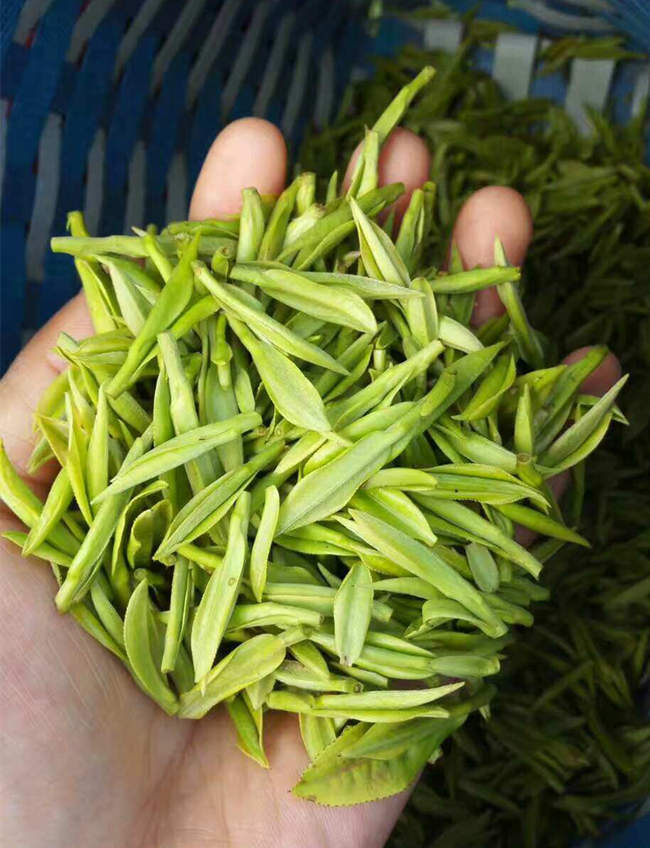 安吉白茶图片，浙江湖州安吉白茶图片大全