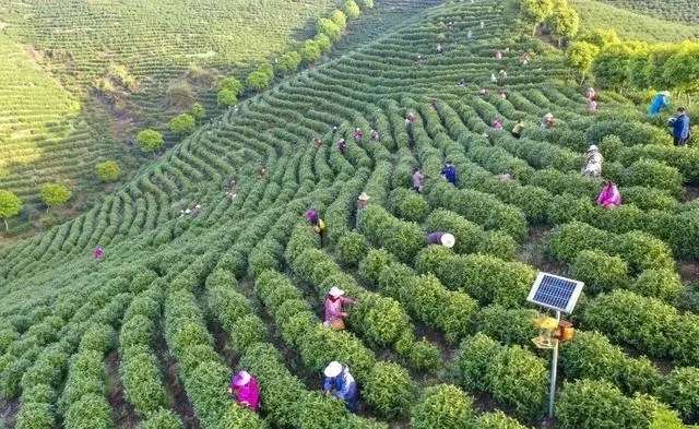 湖北咸丰白茶：茶韵飘香，融合发展的魅力之地