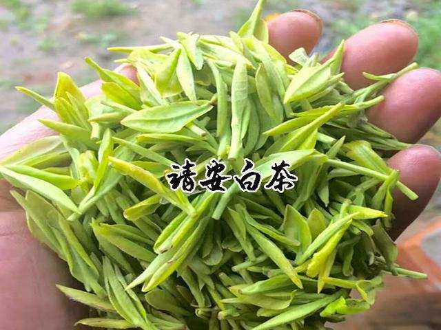 江西靖安白茶在茶产业发展方向