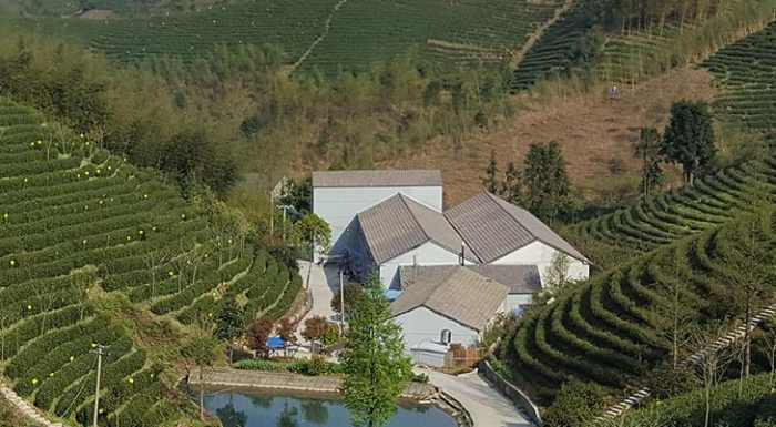 安吉县张家山茶叶专业合作社,昆铜乡安吉白茶品牌企业