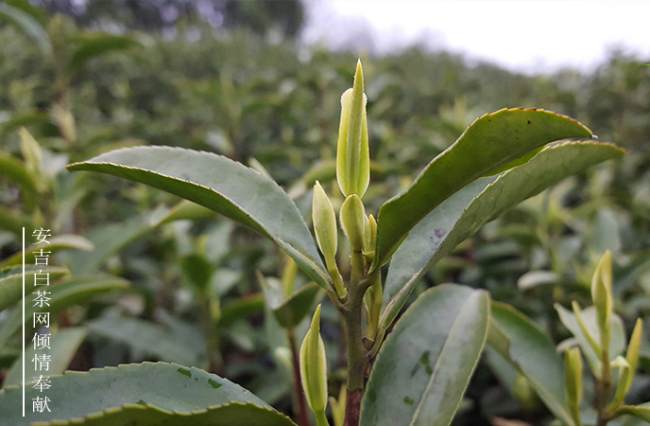 安吉柏茗茶场，吟诗牌安吉白茶品牌介绍