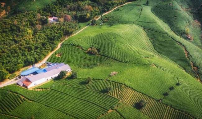 安吉县霞枫茶场，吕茗白茶安吉白茶协会成员