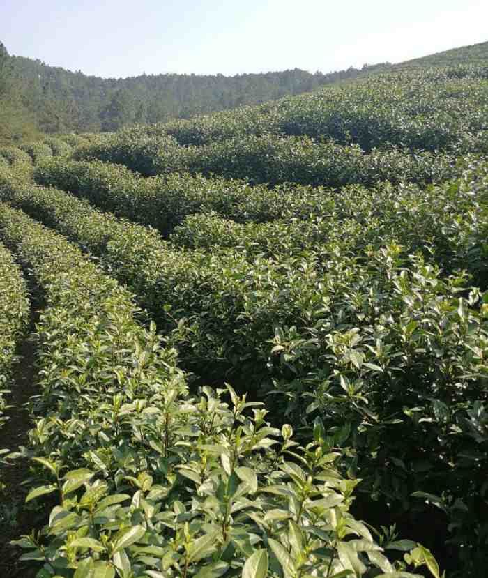 安吉笔架山茶场，黄国平，安吉白茶品牌企业