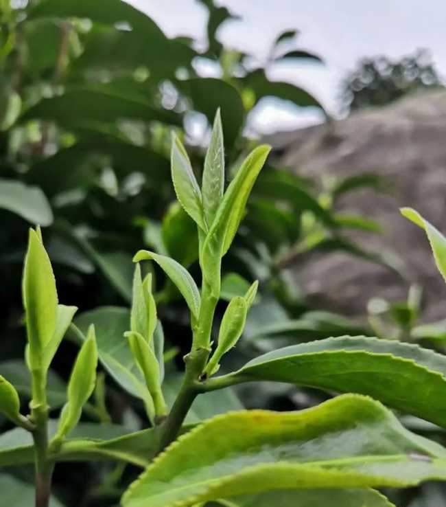 安徽名优特产岳西翠兰，岳西翠兰茶图片介绍