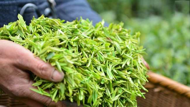 陕西富硒紫阳毛尖茶怎么样，紫阳毛尖茶图片介绍