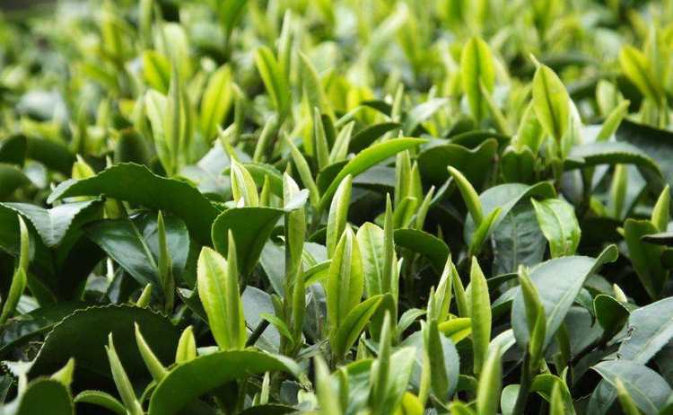 紫阳毛尖茶属于什么茶，陕西富硒紫阳毛尖茶简介