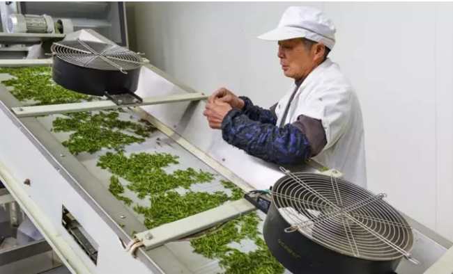 绍兴日铸雪芽茶怎么样，日铸雪芽茶图片介绍