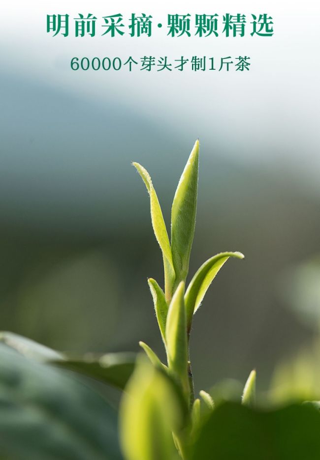 安化松针茶冲泡方法步骤，安化松针怎么泡好喝