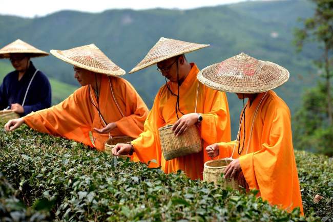 普陀佛茶品牌有哪些，正宗普陀佛茶价格多少钱一斤