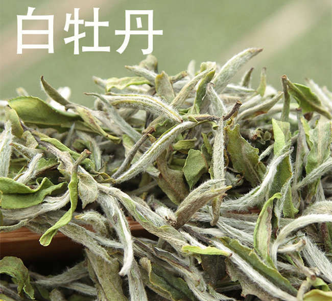 福鼎白茶与安吉白茶有什么区别，福鼎白茶的功效与作用有哪些