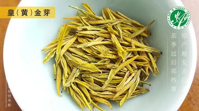 安吉白茶、安吉奶白皇金芽、黄金芽、黄金叶怎么区别