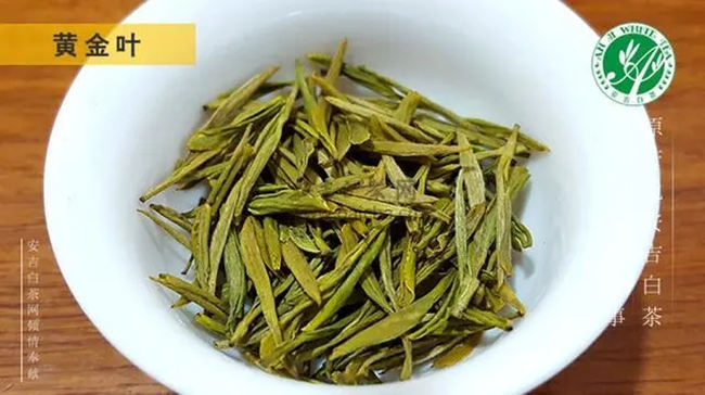 安吉白茶、安吉奶白皇金芽、黄金芽、黄金叶怎么区别
