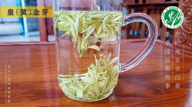 安吉白茶、安吉奶白皇金芽、黄金芽、黄金叶怎么区别