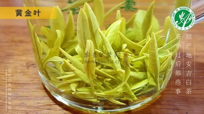 安吉白茶、安吉奶白皇金芽、黄金芽、黄金叶怎么区别