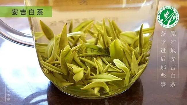 安吉白茶、安吉奶白皇金芽、黄金芽、黄金叶怎么区别