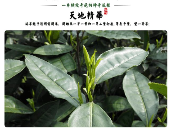 安徽鸦山茶怎么样，瑞草魁茶图片大全简介