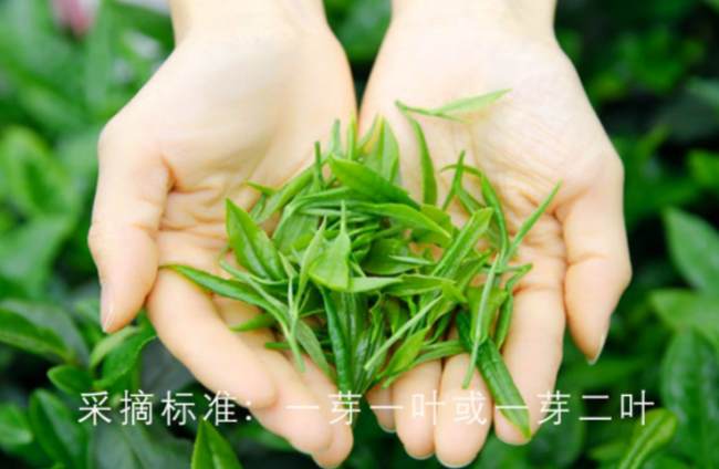 四川雅安峨眉毛峰茶怎么样，峨眉毛峰茶图片介绍