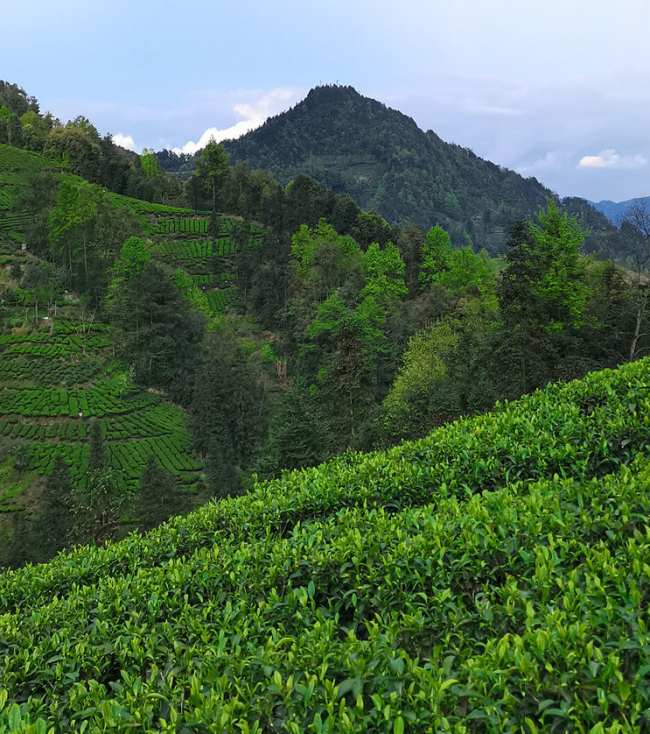 峨眉毛峰茶生长环境介绍，雅安峨眉毛峰茶核心产区在哪里