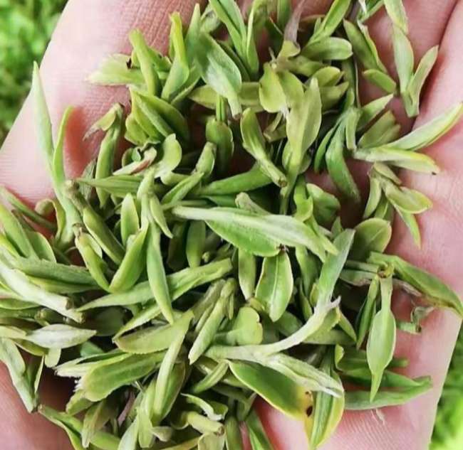 江西九龙茶怎么样，安远九龙茶图片介绍