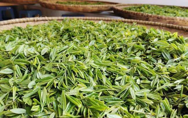 江西九龙茶怎么样，安远九龙茶图片介绍