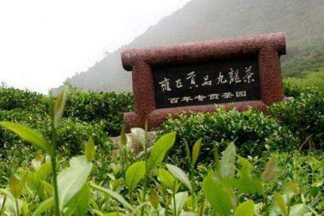 九龙茶的功效与作用有哪些，九龙茶喝茶禁忌