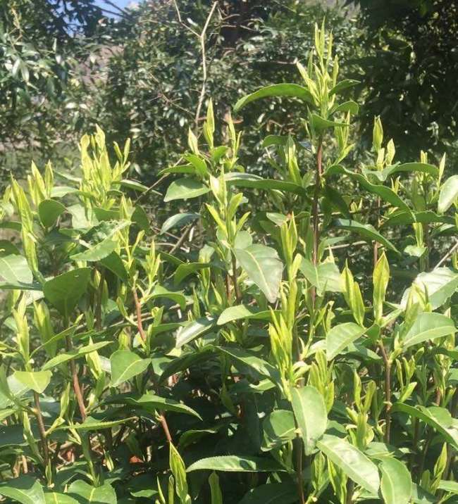 雁荡毛峰茶怎么样，乐清雁荡毛峰图片介绍