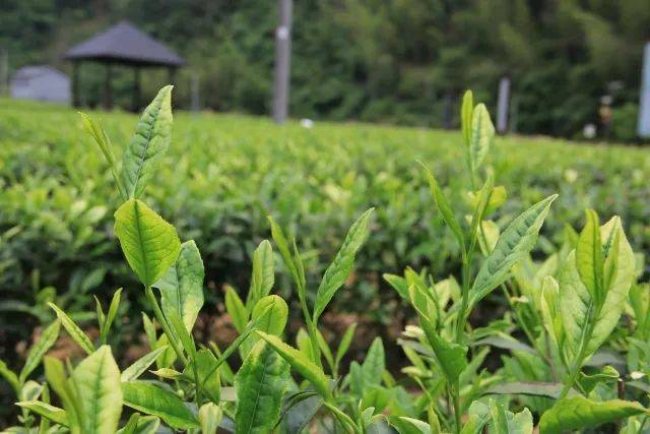 天尊贡芽茶属于什么茶，桐庐特产天尊贡芽茶怎么样