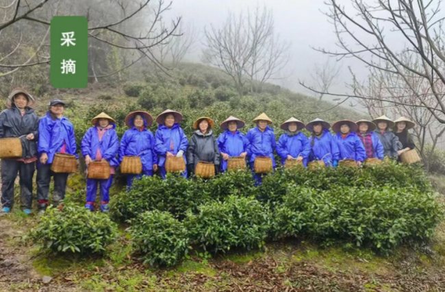 敬亭绿雪茶生长环境怎么样,宣城敬亭绿雪茶核心产区在哪里