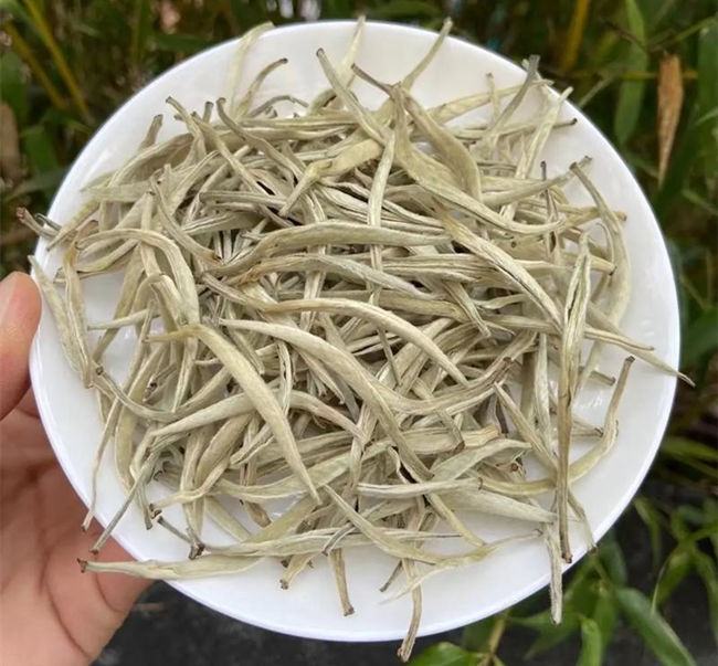 福鼎白茶、安吉白茶、云南月光白的区别有哪些，白茶是什么茶