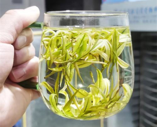 福鼎白茶、安吉白茶、云南月光白的区别有哪些，白茶是什么茶