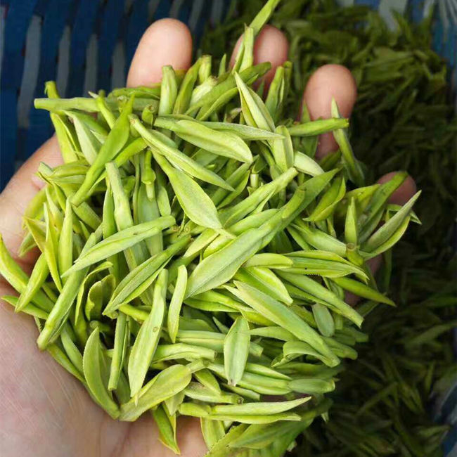 浙江安吉白茶的口感香味特点介绍，安吉白茶味道怎么样