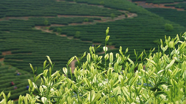 原产地安吉白茶品牌有哪些，浙江安吉白茶主要产区分布