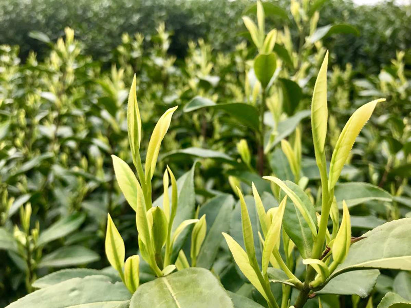 【安吉白茶价格表】安吉白茶价格多少钱一斤【批发价格】