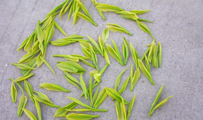 【安吉白茶价格表】安吉白茶价格多少钱一斤【批发价格】