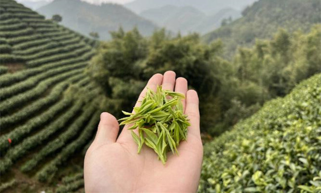 2026年安吉白茶新茶采摘上市时间表，今年安吉白茶什么时候采摘