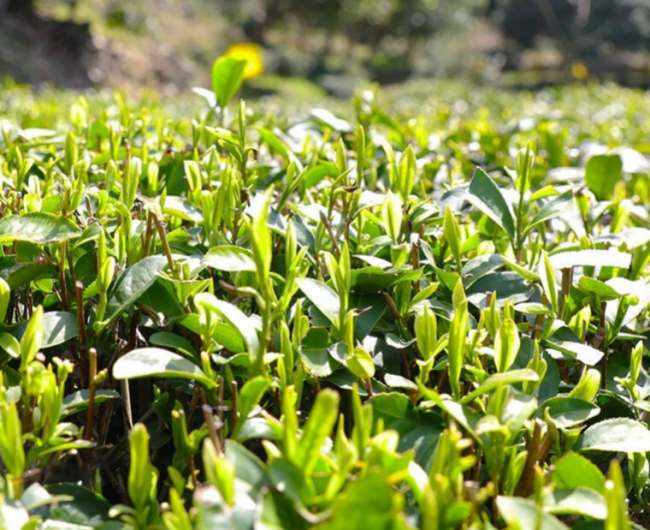 安徽老竹大方茶怎么样，老竹大方茶图片介绍