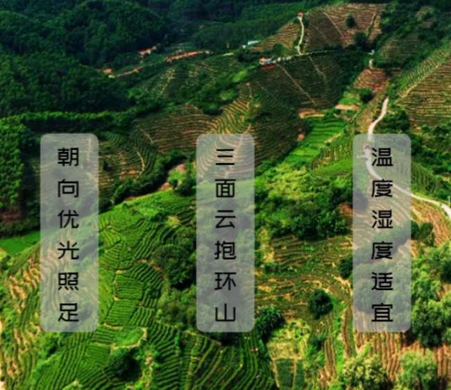 桂平特产西山茶怎么样，广西桂平西山茶图片简介