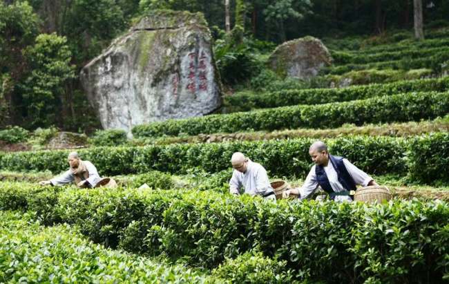 桂平特产西山茶怎么样，广西桂平西山茶图片简介