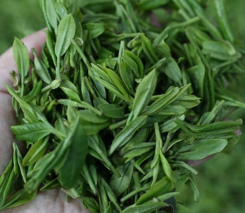 恩施玉露茶的功效与作用有哪些，恩施玉露茶营养价值