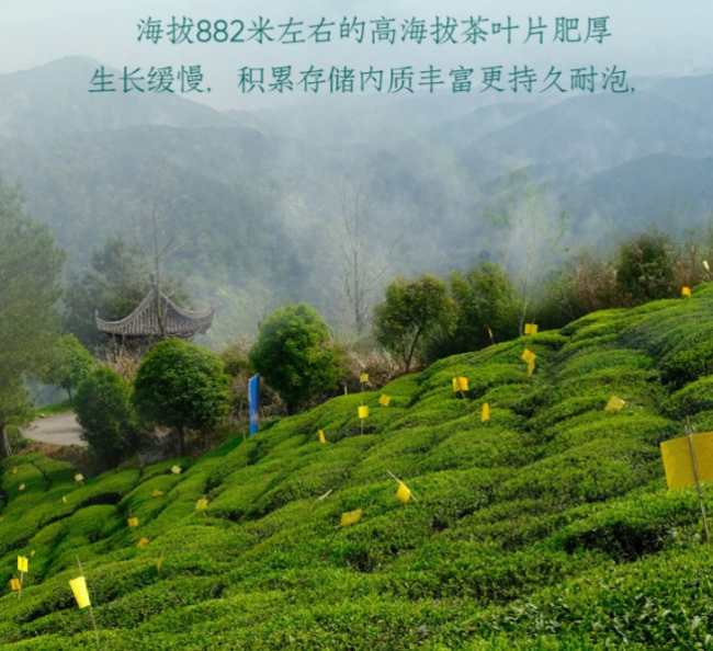 休宁特产松萝茶怎么样，松萝茶图片简介