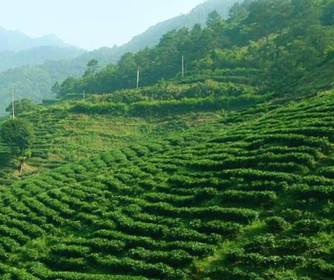 重庆特产永川秀芽茶怎么样，永川秀芽茶图片简介