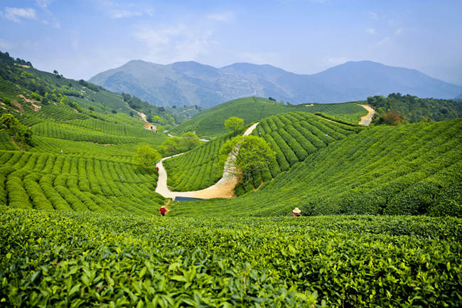 杭州径山茶怎么样，余杭特产径山茶图片介绍