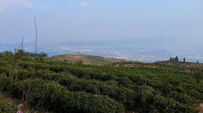 宝洪茶生长环境怎么样,昆明宝洪茶核心产区在哪里