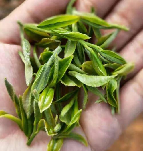 昆明宝洪茶怎么样，云南特产宝洪茶图片介绍