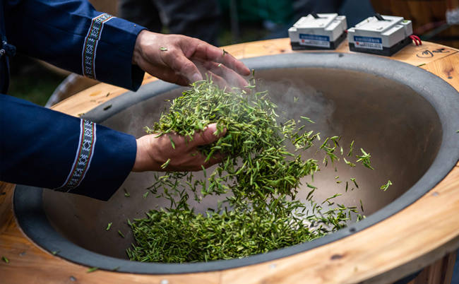 惠明茶属于什么茶，浙江惠明茶历史由来简介