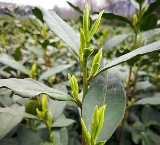 汉中午子仙毫茶怎么样，陕西午子仙毫茶图片简介