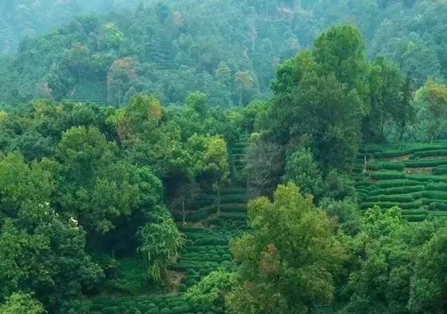 午子仙毫茶保存方法步骤，陕西午子仙毫茶怎么泡茶好喝